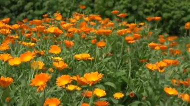 rüzgarlı yaz gün Calendula çiçek çiçek bahçesinde. 4k