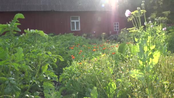 Les fleurs de souci d'herbe et de camomille poussent dans le jardin rural de ferme. 4K — Video