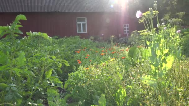 Herb marigold and camomile flowers grow in rural farm house garden. 4K — Stock Video