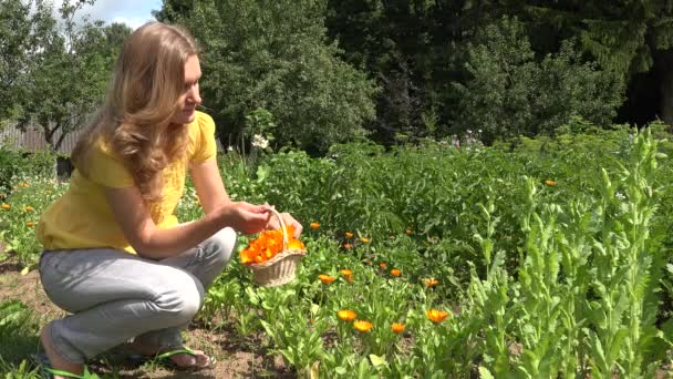 Bela mulher herbalist menina colheita flor de erva calêndula. 4K — Vídeo de Stock