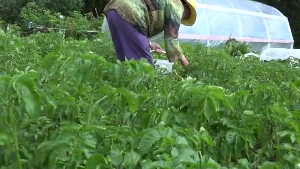 Жінка вибирає жука-колорадо в саду біля дерев'яного будинку. 4-кілометровий — стокове відео