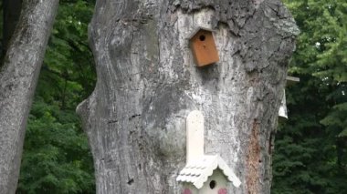 Dekoratif kuş yuva kutuları eski ölü ağaç gövdesi Park asmak. 4k