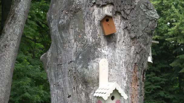 Cajas de anidación de aves decorativas cuelgan tronco viejo árbol muerto en el parque. 4K — Vídeo de stock