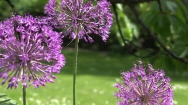 sarımsak allium çiçek rüzgarda taşıyın. Odak değiştir. 4k