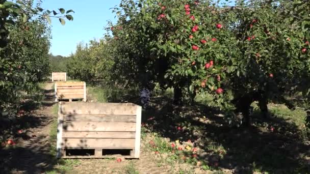 Drewniane skrzynie pełne jabłek po kompletacji, pracowników zbiorów owoców w farmie. 4k — Wideo stockowe