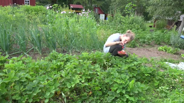 Kvinna samla färsk mogen jordgubbe i byn trädgård. 4k — Stockvideo