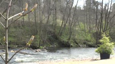 kestane sincap ağaç tomurcukları ve akan nehir suyu. 4k