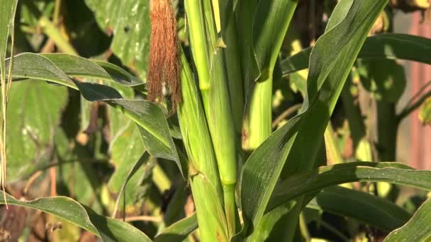 Maize and other plants covered in first frost rime. Zoom out. 4K — Stock Video