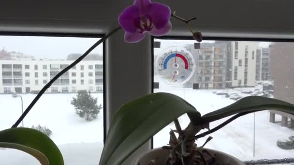 Цветы и термометр на подоконнике плоского дома и снег выпадают наружу. 4K — стоковое видео