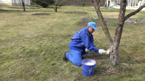 Attento giardiniere calce frutto albero di melo tronco con gesso — Video Stock