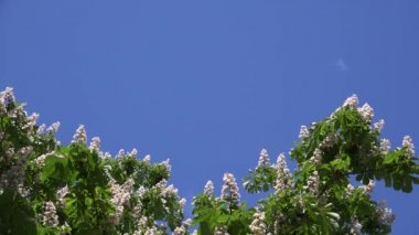 Blooms Aesculus sincap ağacın mavi gökyüzü arka plan üzerinde. 4k