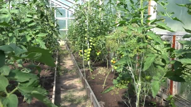 Trossen met onrijpe tomaten die groeien in boerderij broeikasgassen. 4k — Stockvideo