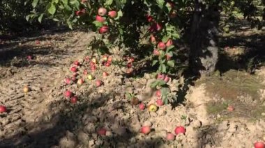 Düşeş elma yalan üzerine toprak ve elma ağacı dalları olgun kırmızı meyve dolu. 4k