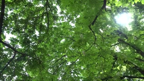 Branches de châtaignier pleines de fleurs et de feuilles. 4K — Video