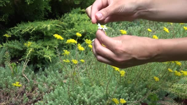 Meisje vingers trekken bloemblaadjes van daisy bloem. 4k — Stockvideo