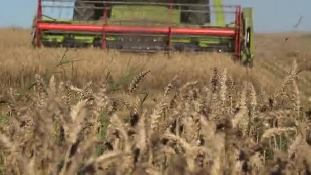 Granja combinar el trabajo en el campo de grano tiempo de cosecha. Cambio de enfoque. 4K — Vídeo de stock