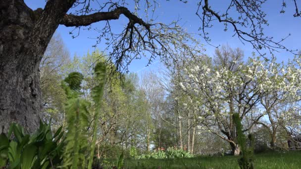 Ramas de árboles frutales florece, brotes de helecho en el jardín de primavera. 4K — Vídeo de stock