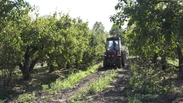 Boerderij trekker rijden apple boom plantage in de oogsttijd. 4k — Stockvideo