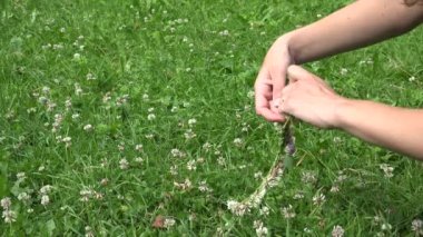 eller baş çelenk üzerinden kırmızı ve beyaz yonca bitki çiçek örgü. 4k