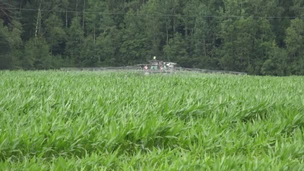 Peasant tractor sprays corn field crops with protective chemicals. 4K — Stock Video