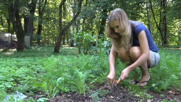 Die junge blonde Gärtnerin in kurzen Hosen pflückt frische Bio-Möhren im Garten. 4k — Stockvideo