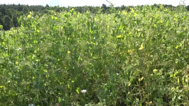 Fresh pea field in sunlight at summertime. 4K — Stock Video