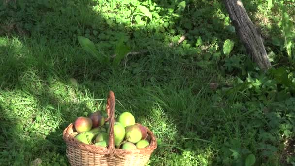 Cesta cheia de frutos de pêra orgânica sob árvore frutífera no jardim do pomar. Inclina-te. 4K — Vídeo de Stock