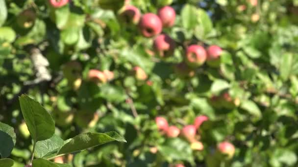 Appelboom bladeren en takken vol met rijpe rode vruchten groeien in de tuin. Focus wijzigen. 4k — Stockvideo