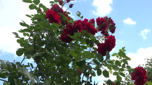 Rosa arbusto de flores lleno de flores y el cielo azul con nubes en movimiento. 4K — Vídeo de stock