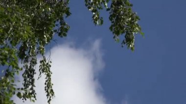 Yaz Rüzgar mavi gökyüzü arka plan ağaç dalı hızıyla huş ağacı. 4k