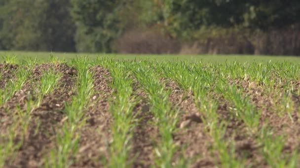 Brotos de trigo verde brota no campo de primavera. 4K — Vídeo de Stock