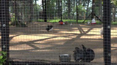 Dekoratif renkli güvercinler yazın hayvanat bahçesinde dolaşır. 4K