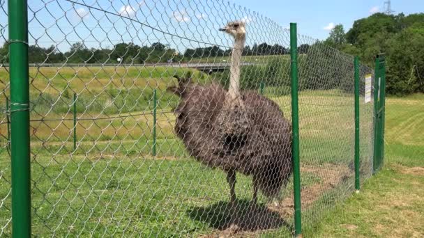Animal avestruz pássaro stand no recinto do zoológico na hora de verão. 4K — Vídeo de Stock