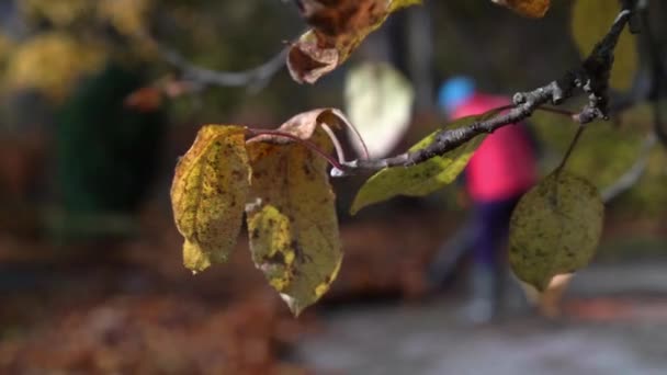 Jesienny pracownik parku usuwa opadłe liście z chodnika za pomocą dmuchawy do liści — Wideo stockowe