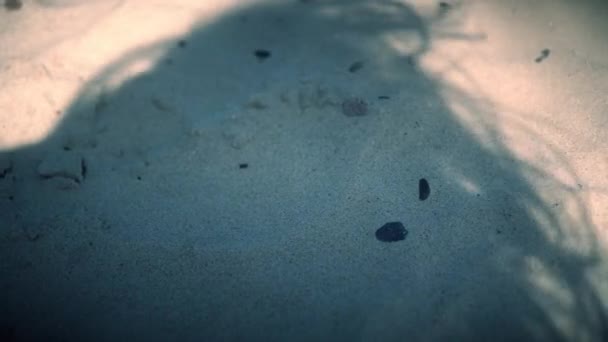 Playa de arena y mujer sombra de cabeza femenina con el pelo moviéndose en el viento — Vídeo de stock