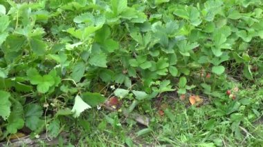 Tabak dolusu çilek ve çiftlikte böğürtlen toplayan çiftçi kadın. 4K