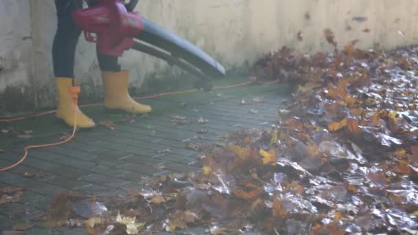 Close-up van de werknemer blazen bladeren van voetpad met blazer gereedschap — Stockvideo