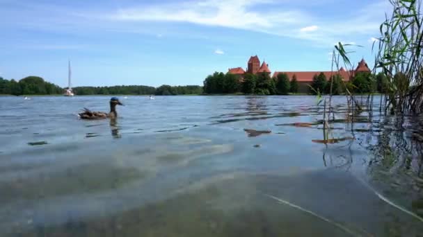 Jezioro wody fale i kaczka ptak unoszą się na wodzie. Zamek otoczony jeziorem — Wideo stockowe