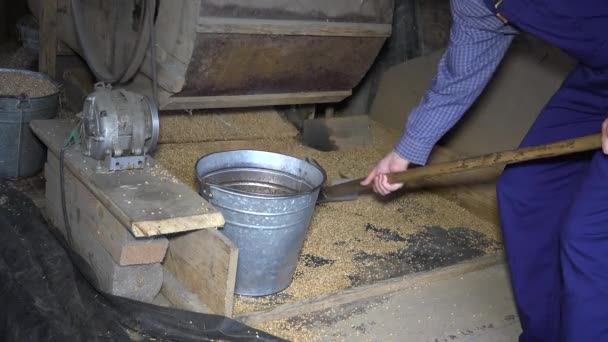 Granjero vierte grano con pala mecanismo retro. concepto de agricultura, primer plano 4k — Vídeos de Stock