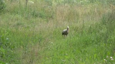 Vahşi beyaz leylek ağustos böceği otlakta yiyecek arıyor. 4K