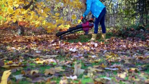 Chica soplando hojas bajo hermoso tulipán en el patio de otoño — Vídeos de Stock