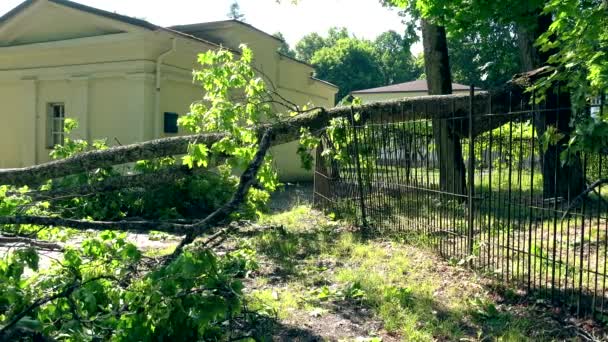 Burza spadła drzewo w parku w okresie letnim. 4K — Wideo stockowe