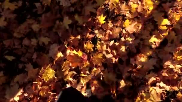 Hombre caminando sobre coloridas hojas de otoño en el parque — Vídeo de stock