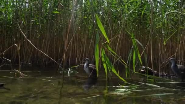 野鸭小鸡宝宝在芦苇之间的湖水里.金巴尔运动 — 图库视频影像
