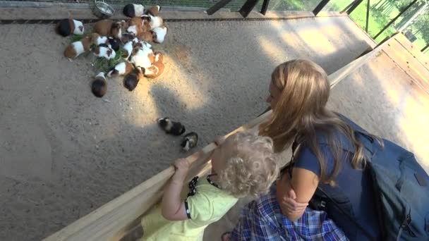 Matka z dzieckiem obserwuje świnki morskie spacerujące w ogrodach zoologicznych. 4K — Wideo stockowe