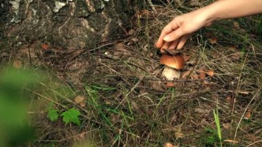 El yosunlardan yenebilir bir boletus alıyor. 4K