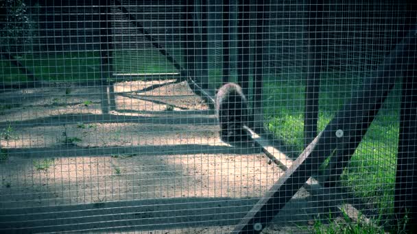 Guaxinim passeio animal na gaiola do zoológico na hora de verão. 4K — Vídeo de Stock