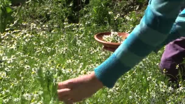 Рука пожинает органические ромашки натуральные лекарственные средства, выращенные в саду — стоковое видео