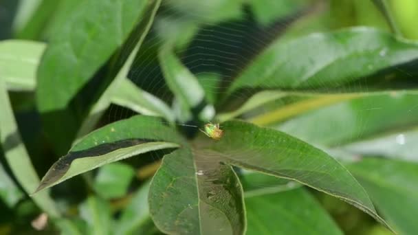 Green spider sit in spider web on dewy plant leaf and birds sing — Stock Video