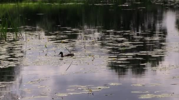 Утиная птица плавает в озерной воде. Zoom out — стоковое видео